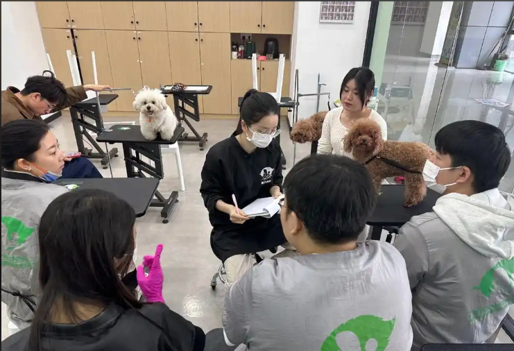 泰州市宠物美容师宠物美容培训学校 - 排名